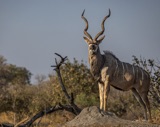 Male Kudu